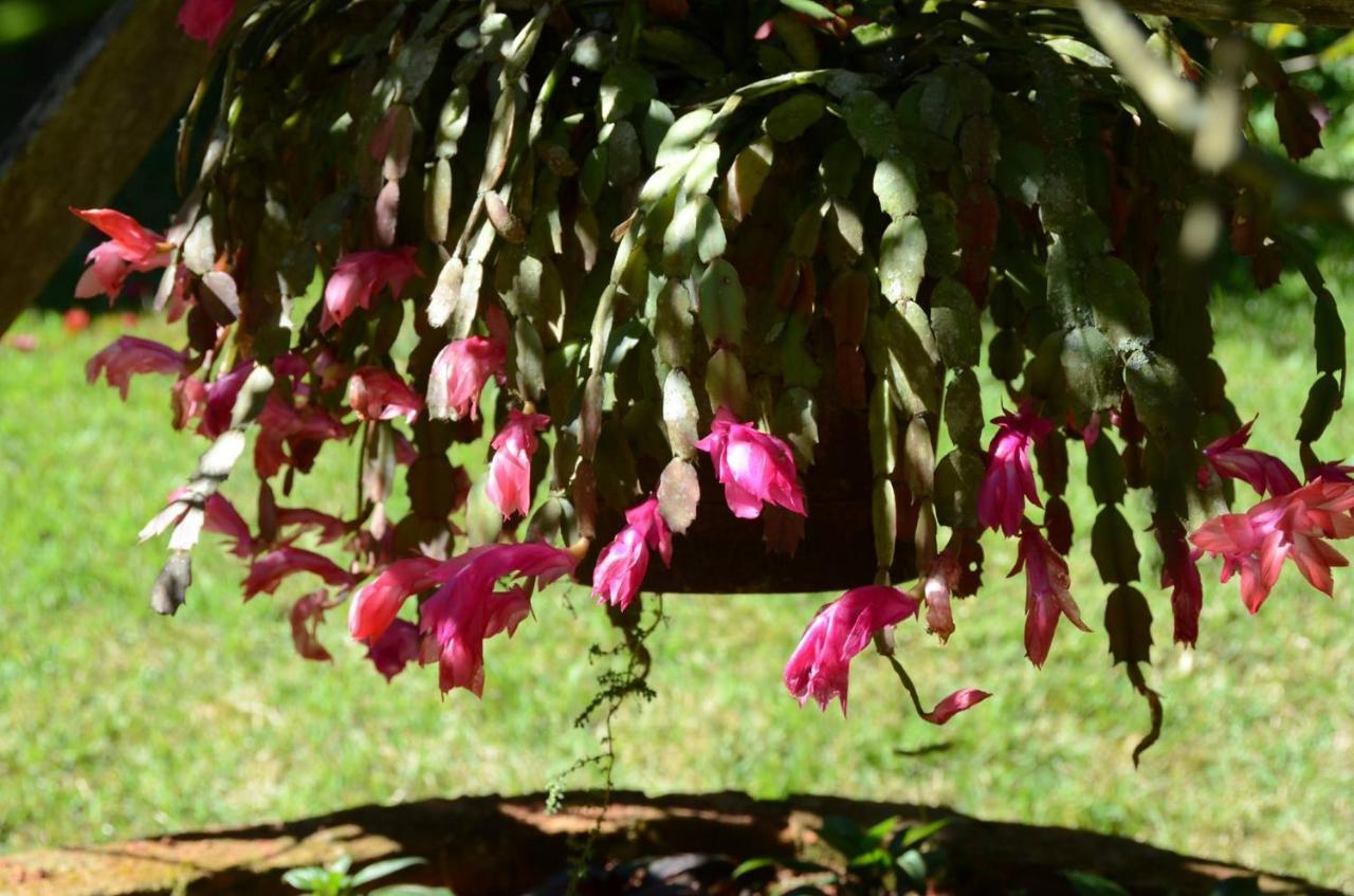Pousada Recanto Primata Marechal Floriano Exterior foto